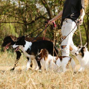 Picture of someone walking their dogs